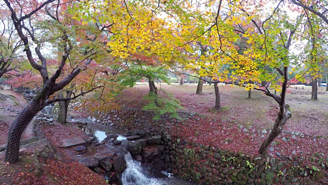 4K:日本奈良公园的秋天。视频下载