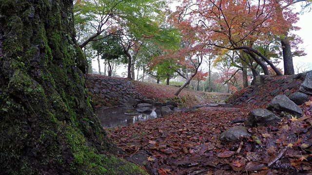 4K:日本奈良公园的秋天。视频下载
