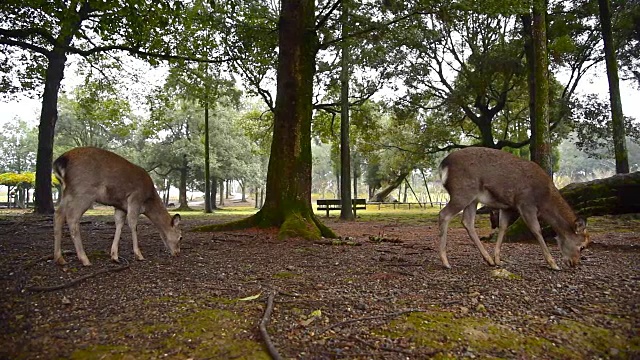 日本奈良公园的鹿视频下载