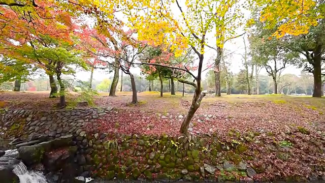日本奈良公园的秋天。视频下载