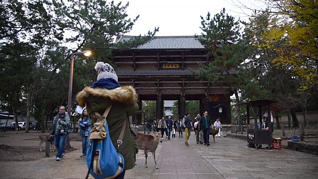 日本奈良公园的鹿视频下载