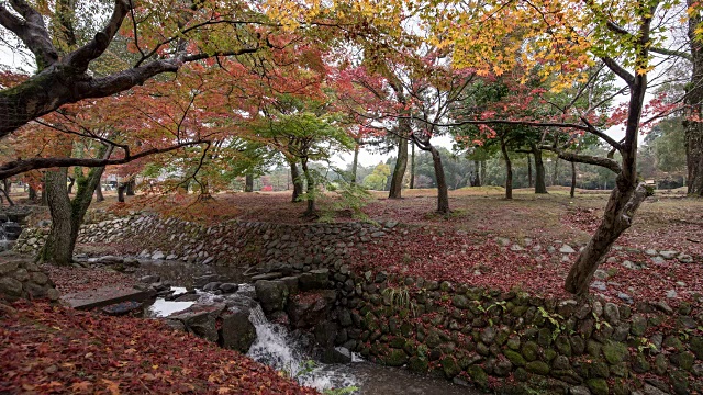 4K时间间隔:日本奈良公园的秋叶视频下载