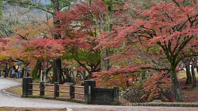 4K时间间隔:日本奈良公园的秋叶视频下载