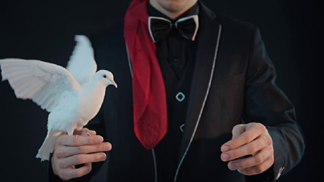 魔术师和鸽子视频下载