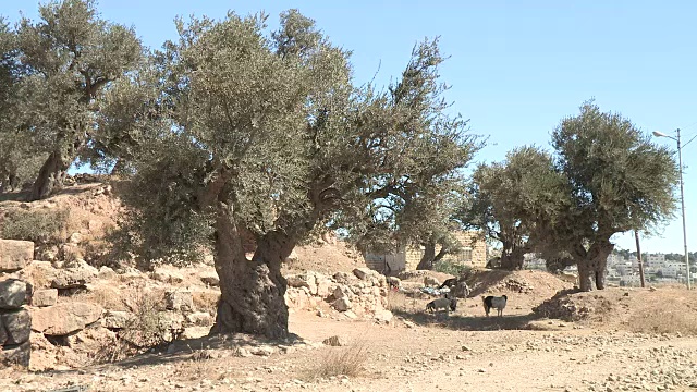 山羊和橄榄树，希布伦，巴勒斯坦视频下载