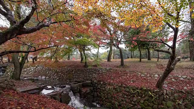 日本奈良公园的秋叶视频下载