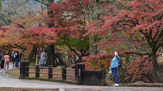日本奈良公园的秋叶视频下载