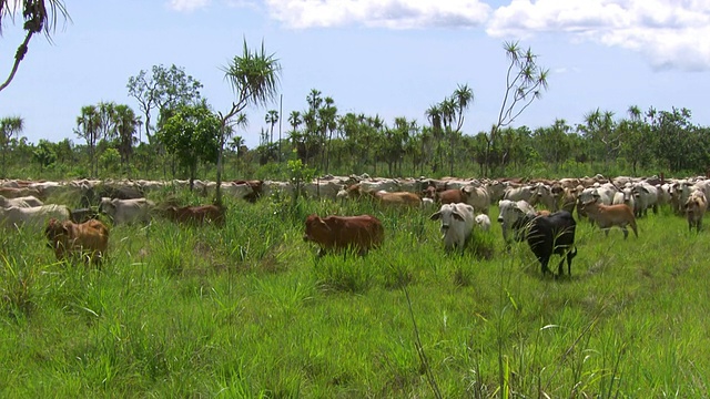 WS视图的牛跑线/ Rakula，北领地，澳大利亚视频下载