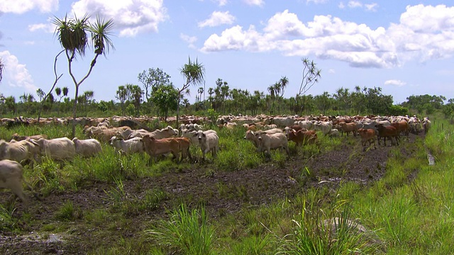 澳大利亚北部地区的拉库拉，牛经过的WS视图视频下载