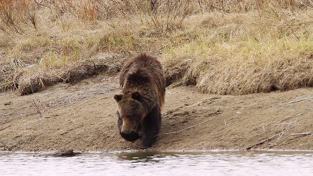 在美国怀俄明州的提顿，灰熊沿着河岸散步，停下来玩原木视频素材