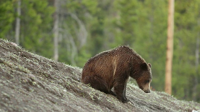 在美国怀俄明州的提顿斯，灰熊母猪坐在山坡上打哈欠视频素材