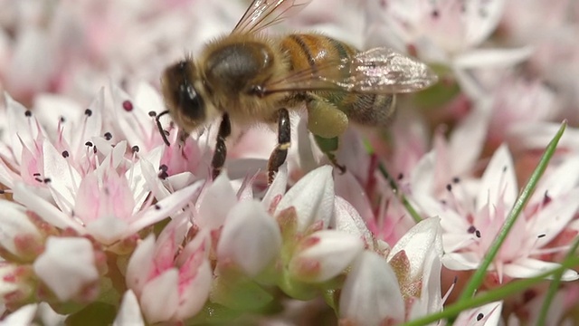 蜜蜂喂食花蜜的ECU镜头/纽卡斯尔埃姆林，Ceredigion，英国视频下载