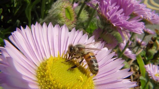 ECU TS SLO MO拍摄蜜蜂采蜜/纽卡斯尔埃姆林，Ceredigion，英国视频下载