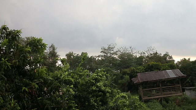 雨林和废弃的棚屋视频下载