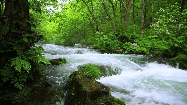 绿色森林中的小溪视频下载