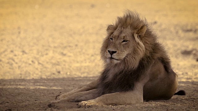 黑鬃非洲狮视频素材