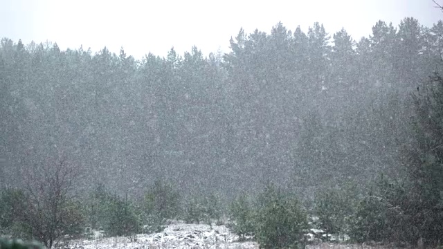 高清慢动作:降雪中的森林视频素材