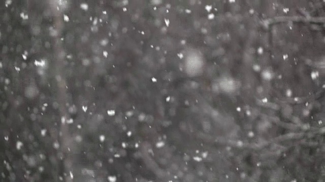 高清慢动作:降雪中的森林视频素材