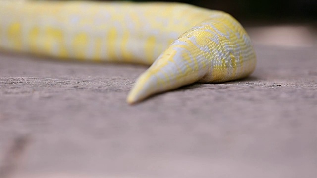 Python。视频素材