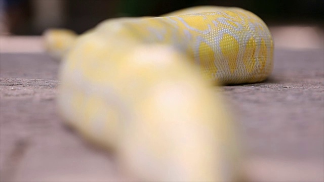 Python。视频素材
