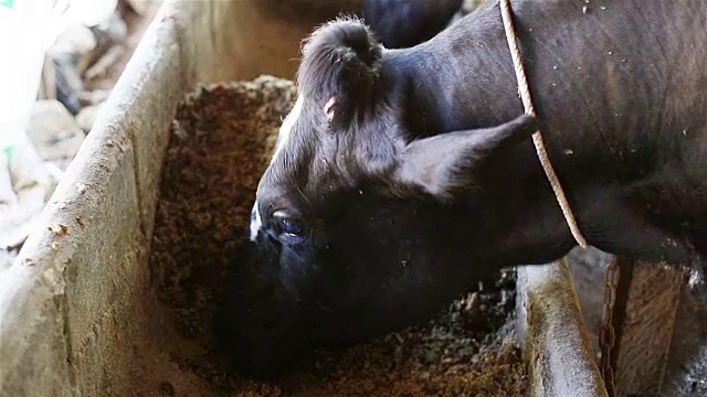 奶牛喂养视频素材