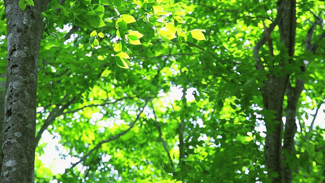 绿色的森林,绿色的叶子视频素材