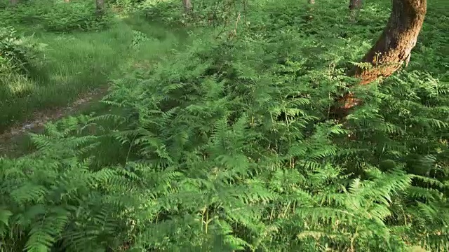 空中女子在森林的小路上奔跑视频素材