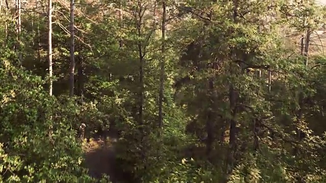 空中情侣在清晨的阳光下穿过森林视频下载