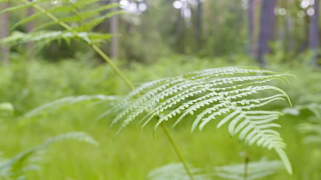 一名男性跑步者在森林中经过一棵蕨类植物视频素材