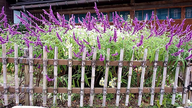 日本房子花园里的紫罗兰丛视频下载