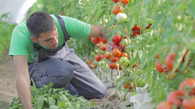 年轻的农民在温室里照料西红柿视频素材