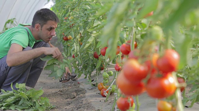 农民照顾西红柿视频素材