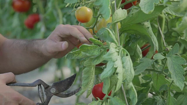 农民在温室里照料西红柿的特写镜头视频素材