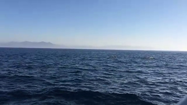 在地中海观看鲸鱼视频素材