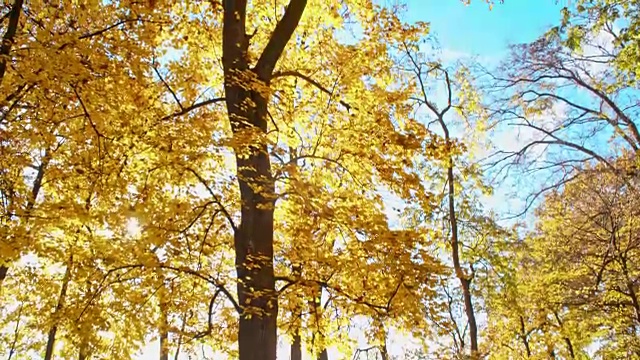 美丽的落叶树在秋天的颜色视频素材