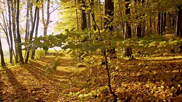 SLO MO秋天的树木在森林视频素材