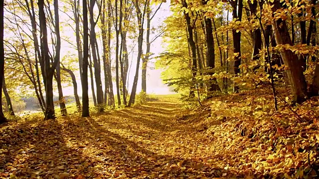 SLO MO秋天的树木在森林视频素材