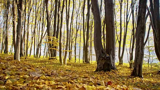 森林覆盖着秋叶视频素材