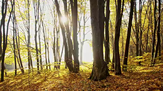斯洛莫秋季森林视频素材