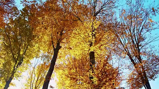 SLO MO美丽的树木在秋天的颜色视频素材