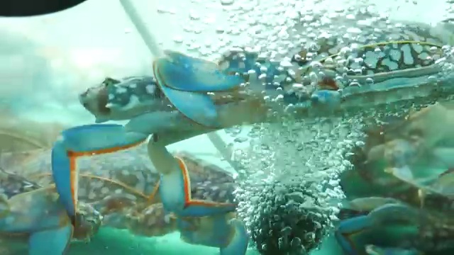 鱼市场里的螃蟹视频下载