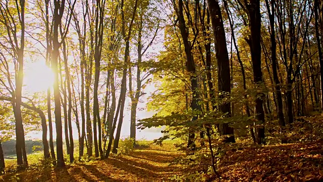 森林里美丽的秋树视频下载