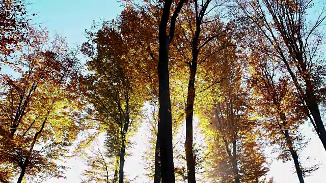 SLO MO秋天的露珠在森林视频素材