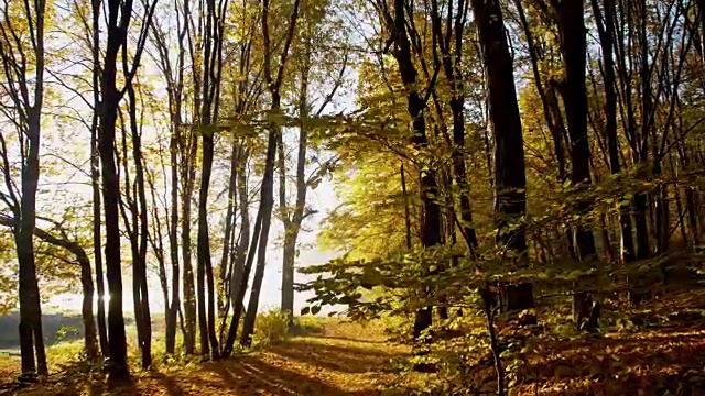 穿过秋天森林的小径视频素材