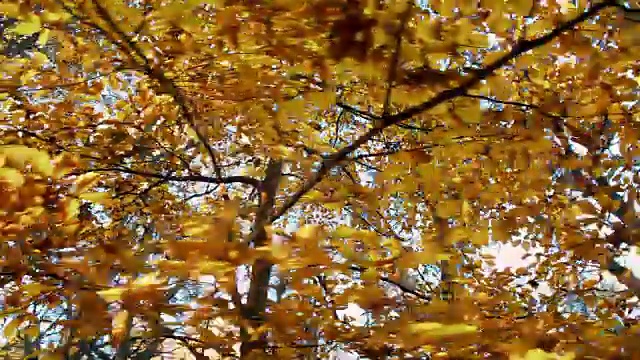 森林里美丽的秋树视频素材