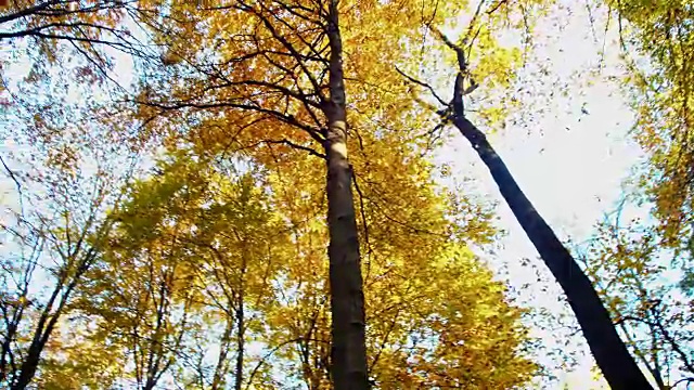 秋色的树梢视频素材