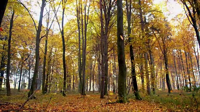 秋天的树木在森林里视频素材