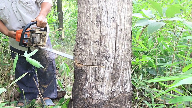 伐木工人在森林里用链锯砍树视频素材