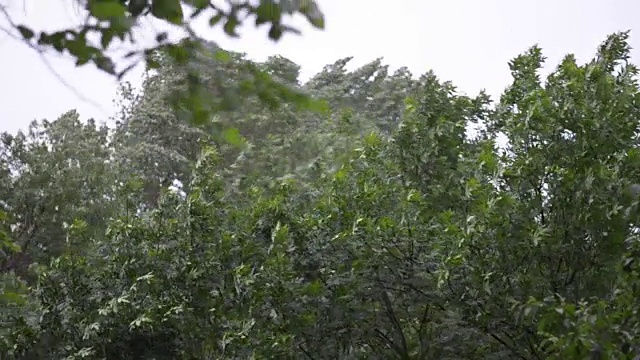 森林的雨视频素材