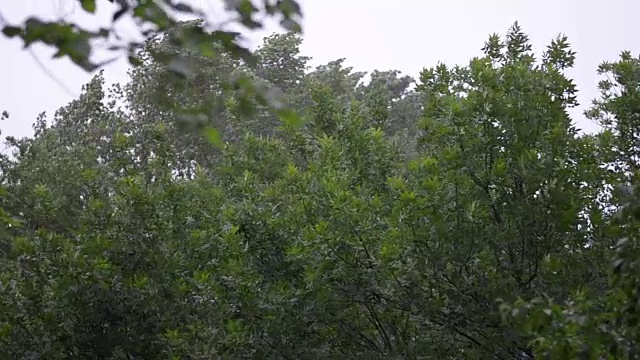 森林的雨视频素材